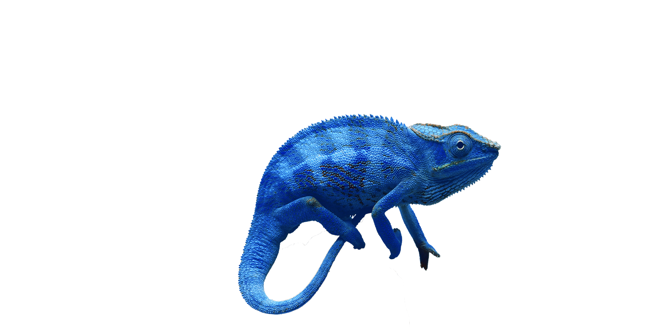 Chamäleon